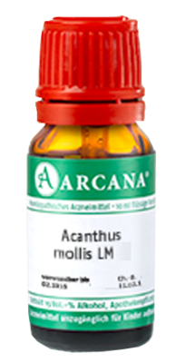 ACANTHUS mollis LM 14 Dilution