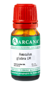 AESCULUS GLABRA LM 3 Dilution