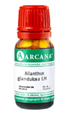 AILANTHUS GLANDULOSA LM 110 Dilution